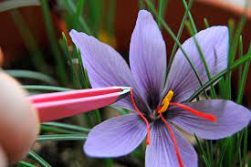 What Is Saffron And Where Does It Come From gambar png