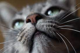 a cat s nose can find disease disaster