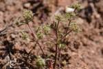 Chaetonychia cymosa / Paronyque en cyme ... - FLOREALPES