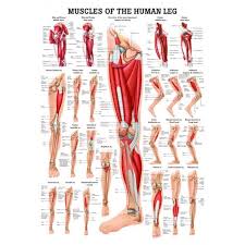 Muscles Of The Leg Laminated Anatomy Chart Muscle Anatomy