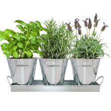 Herb Garden Kit Complete Herb Growing