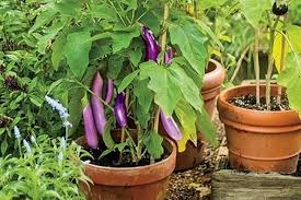 Vegetable Garden In Pots In Your House