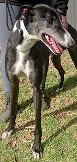 We are the only rehoming group in wa able to issue a muzzle exemption in the form of a green collar. Greyhounds As Pets Page 1 Line 17qq Com