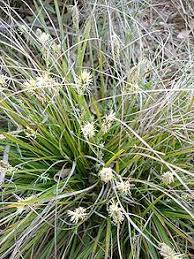 They can even serve as a growth surface for. Carex Wikipedia