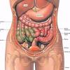 Internal organs of the female. 1