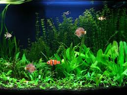 46 fish aquarium wallpaper free