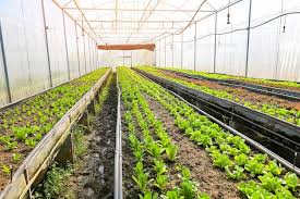Vegetable Farm Soil Vegetable Garden