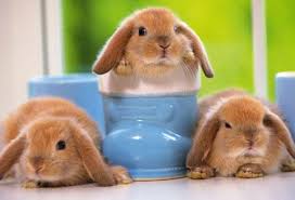 Adorabil iepure imagine drăguţ gri izolat. Descopera Cele Mai Frumoase Imagini De Paste Pentru Desktop Pe Care O Alegi Cute Baby Bunnies Funny Rabbit Cute Animals