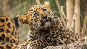 gallery 2 endangered leopard cubs make