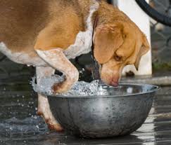 Check spelling or type a new query. Stop Your Dog Digging In The Water Dish
