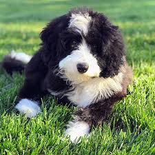Bernedoodle dog breeder near richmond, il, usa. Bernedoodle Puppies For Sale In Florida From Top Breeders