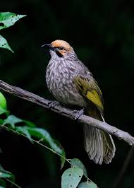 Karakteristik dan ciri burung trucukan. Mp3 Gratis Suara Cucak Rowo Ropel Download Sekarang Hobi Burung Burung Liar Gambar Burung Burung Cantik
