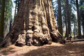 giant sequoias in california