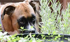 Can Dogs Eat Rosemary Herb