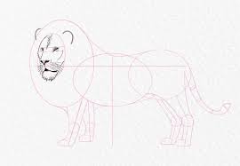 how to draw a majestic lion gathered