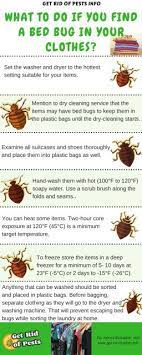 What To Do If You Find A Bed Bug In