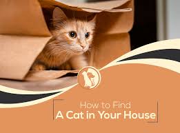 how to find a cat in your house