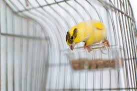 how to cut a canary s nails