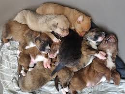 Find the perfect pile of puppies stock photos and editorial news pictures from getty images. Pile Of Puppies At My Boyfriend S Work Aww