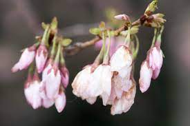 washington dc cherry blossom watch