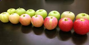 Apple Maturity Assessments Penn State College Of