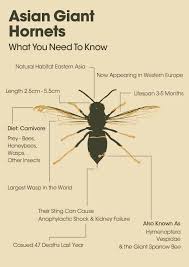 asian giant hornets what you need to