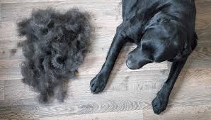 If your dog suffers from persistent and dramatic weight loss, which again is defined as 10% of more of its body weight, then you may be looking at some of the serious conditions covered earlier. Different Types Of Pet Hair Loss Part Ii