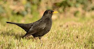 Irish Garden Birds Boisterous Blackbirds