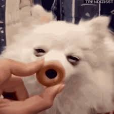 Dog Licking Gifs Tenor