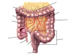 large intestine colon diagram quizlet