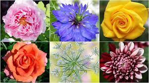 plants perfect for a cut flower garden