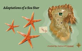 Adaptations Of A Sea Star By Fatima Al On Prezi
