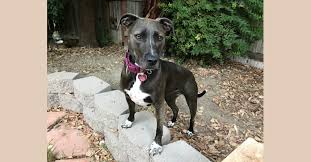 Should i adopt a dog which is mix of american bully and bull terrier? Embark Dog Dna Test Breed
