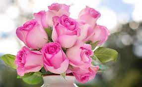 hd wallpaper pink roses buds pink