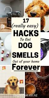 how to get rid of dog smell in your