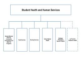 Student Health And Human Services Organization Chart