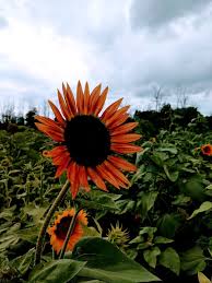 Sunflower Field North Of Buffalo