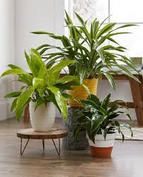 houseplants with low watering