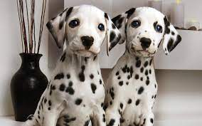 Watch as the pup gently kisses the little baby. So You Want A Dalmatian Are You Sure