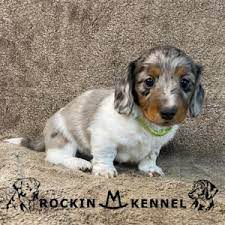 dachshund puppies rockin m kennel