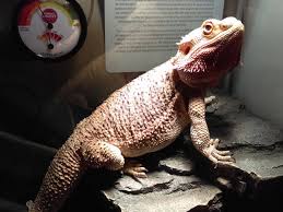 7 step bearded dragon care guide