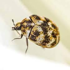 carpet beetle control manchester same