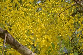 Our #kanikkonna blossomd durin jan and is flowrless nw.even so it's a mircle dat it's thriving in the sparse space,under d baking sun. Vishu Laburnum Golden Shower Free Photo On Pixabay