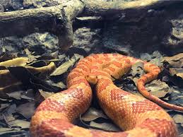 17 Really Interesting Corn Snake Facts With Pictures