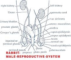 Reproductive System Of Male Rabbit