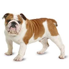 The tail pocket is sort of a hidden area between the tail and the skin. Bulldog Temperament Lifespan Grooming Training Petplan