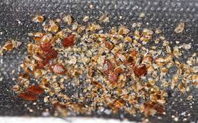 How to Check for Bed Bugs in a Hotel - Cryonite.com