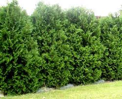 Unlike other arborvitaes, the dense foliage darkens only slightly in the winter. Leyland Vs Green Giant Age Old Debate Planting Fast Growth Pines Garden Trees Grass Lawn Flowers Irrigation Landscaping Page 3 City Data Forum