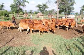 Image result for cattle rustlers kenya