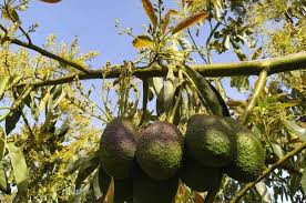 pragas e doenças do abacateiro manejo